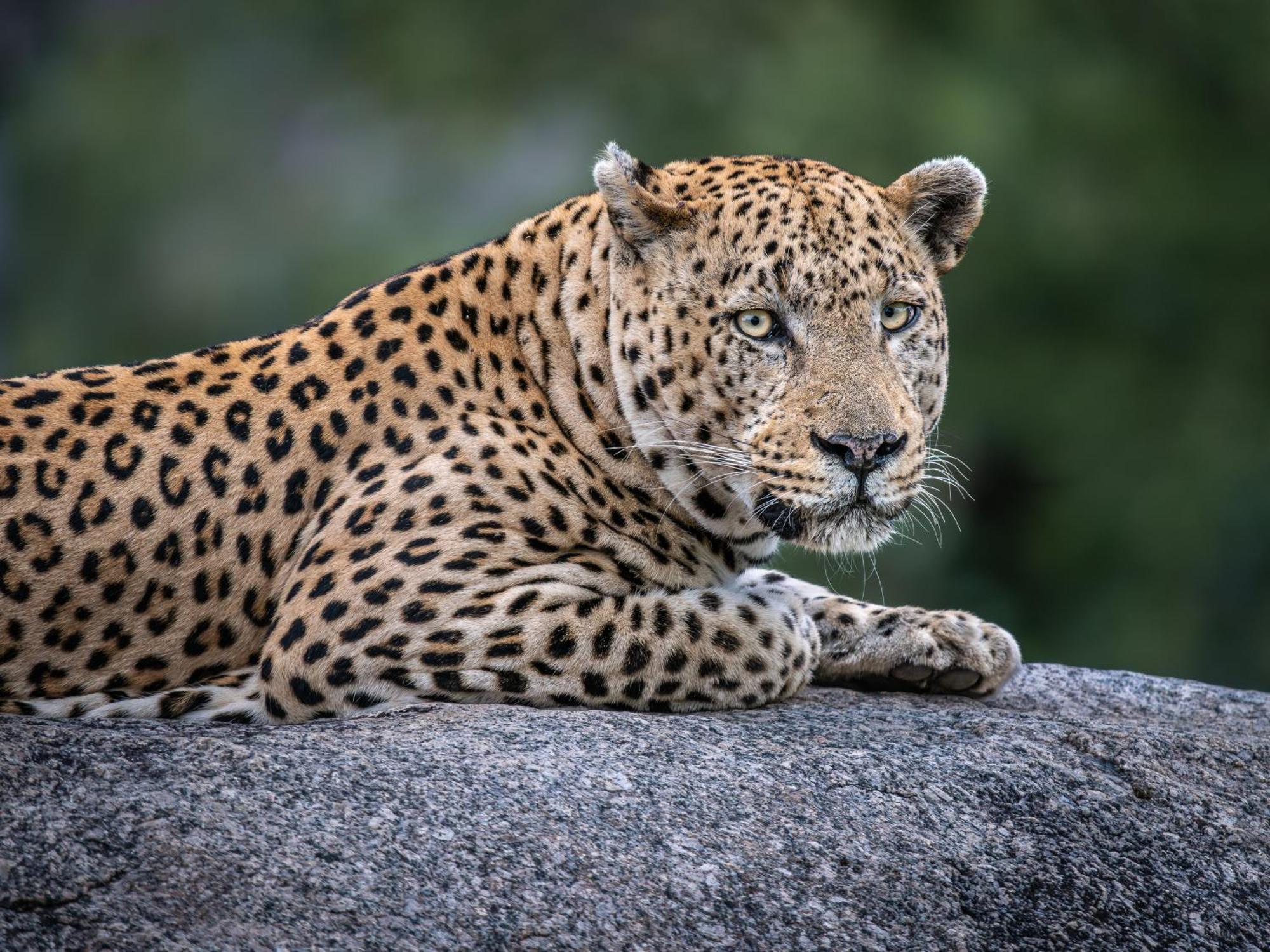 Nyati Safari Lodge هويدزبروت المظهر الخارجي الصورة